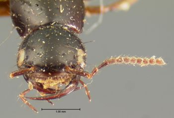 Media type: image;   Entomology 7279 Aspect: head frontal view